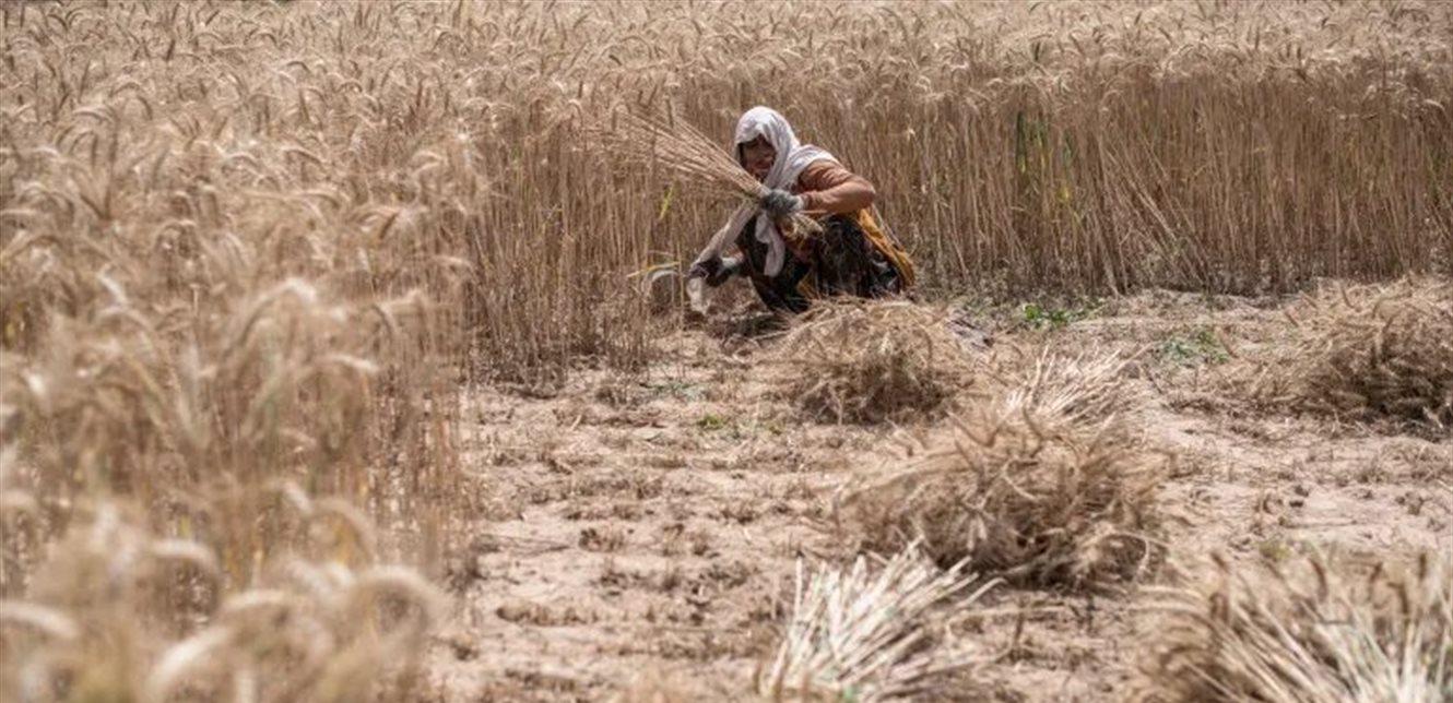 عودة الهند إلى السوق الدولية للقمح بعد حظر التصدير الذي فُرض في عام 2022